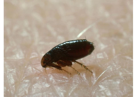 Pest Control Hobart - 2/5