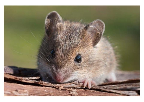 Pest Control Hobart - 4/5