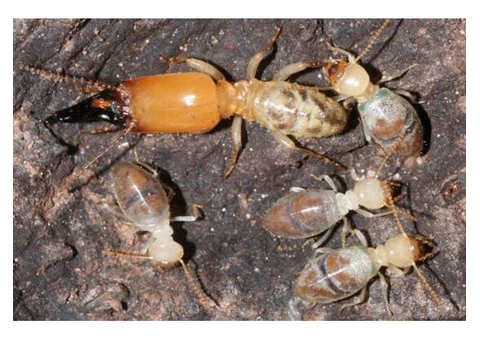 Pest Control Hobart - 5/5