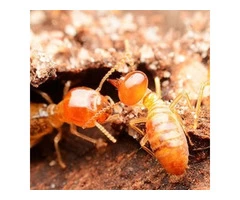 Best Pest Control Beenleigh