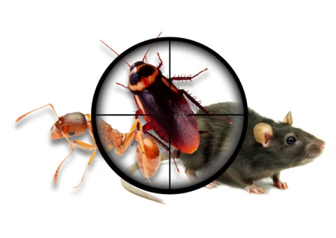 Professional Pest Control Gungahlin - 2/2
