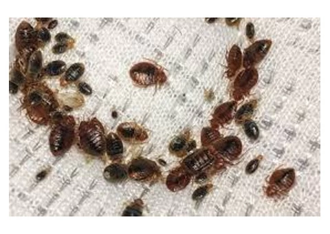 Pest Control Adelaide - 1/3