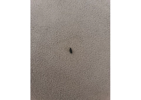 Pest Control Adelaide - 2/3