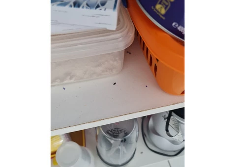 Pest Control Adelaide - 3/3