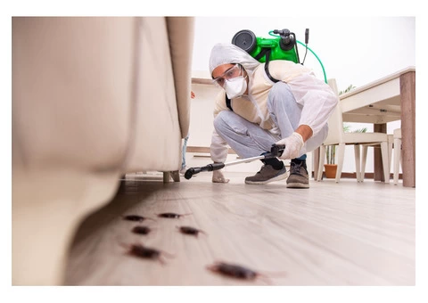 Professional Pest Control Services in Everton Park