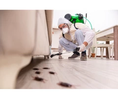 Professional Pest Control Services in Everton Park