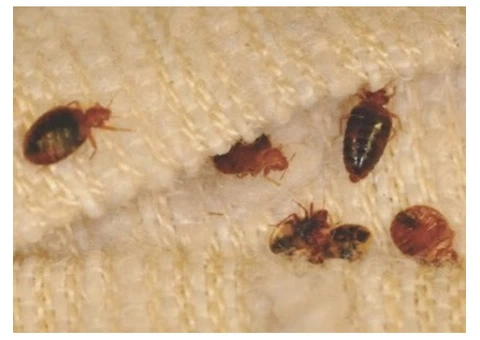 Get Rid of Bedbugs With Our Pest Control Team in Melbourne