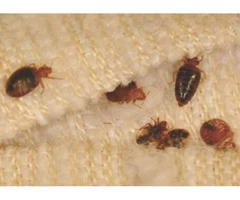 Get Rid of Bedbugs With Our Pest Control Team in Melbourne