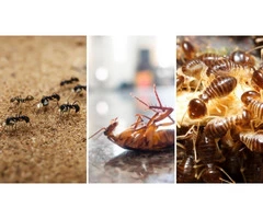 Pest Control Adelaide