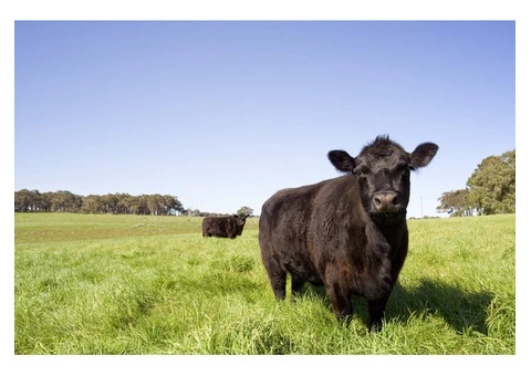 Safe Industries Australia | Work Health Service