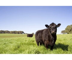 Safe Industries Australia | Work Health Service