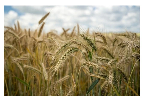 Noticing Unwanted Materials in the Grain?