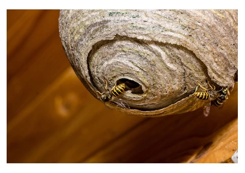 Same Day Pest Control Adelaide - 2/6