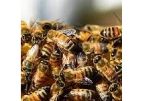 Same Day Pest Control Adelaide - 3/6