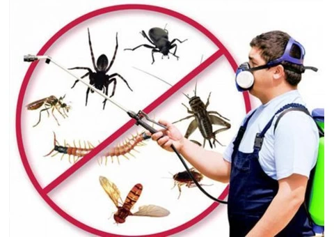 Pest Control Brisbane - 2/3