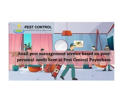 Affordable Pest Control Services in Payneham
