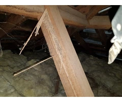 Shield Your Property with Physical Termite Barriers