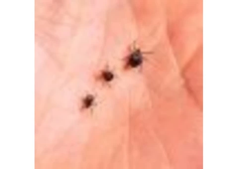 Do You Need Tick Control  Services At Your Property in North Shore?