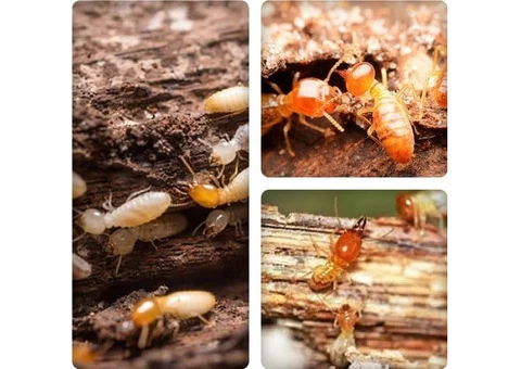 Pest Control Melbourne - 2/2