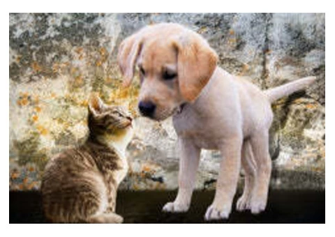 Buy Premium Dog and Puppy Accessories