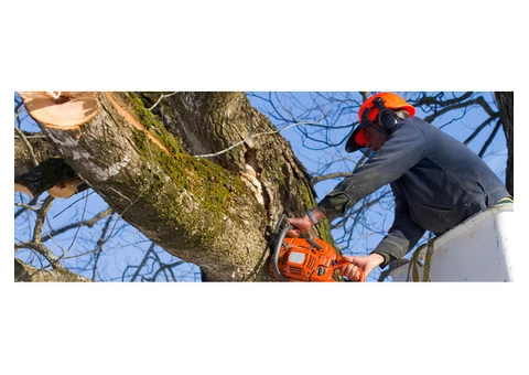A Plus Tree - Tree Removal In Adelaide