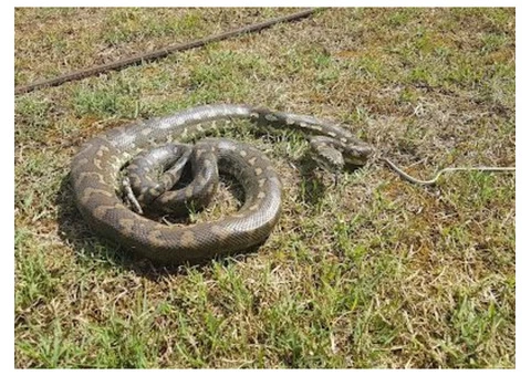 SEQ Snake Catchers - 4/6