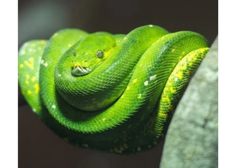 SEQ Snake Catchers - 6/6