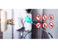 Get Rid Of Termites In Cotton Tree