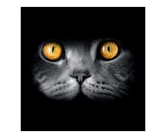 Sunshine Coast Website Designs