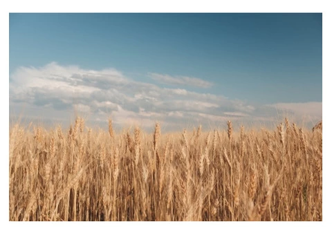 Have to hire seed grading experts for your crop production purposes?