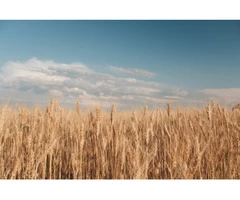 Have to hire seed grading experts for your crop production purposes?