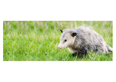 247 Possum Removal Adelaide - 1/7