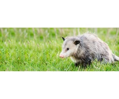 247 Possum Removal Adelaide