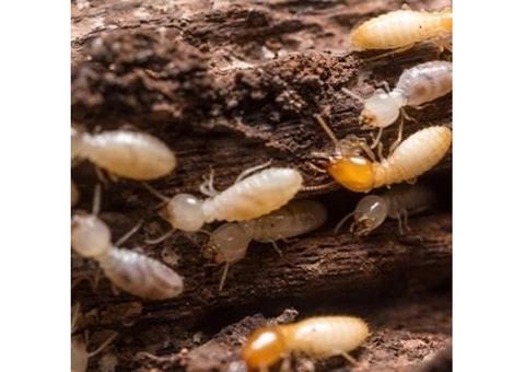 247 Termite Inspection Brisbane