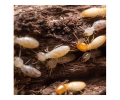 247 Termite Inspection Brisbane