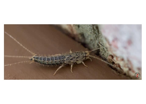 Silverfish Control Adelaide - 1/5