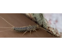 Silverfish Control Adelaide