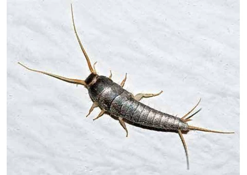 Silverfish Control Adelaide - 2/5