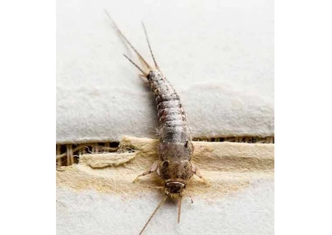Silverfish Control Adelaide - 3/5