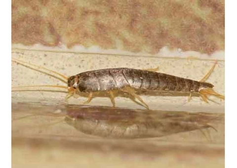 Silverfish Control Adelaide - 4/5