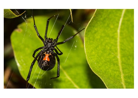 Spider Control Adelaide - 1/5
