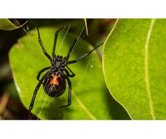 Spider Control Adelaide