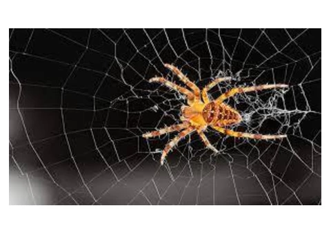 Spider Control Adelaide - 2/5