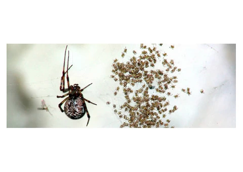 Spider Control Adelaide - 3/5