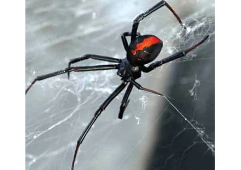 Spider Control Adelaide - 4/5