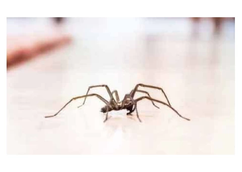 Spider Control Adelaide - 5/5