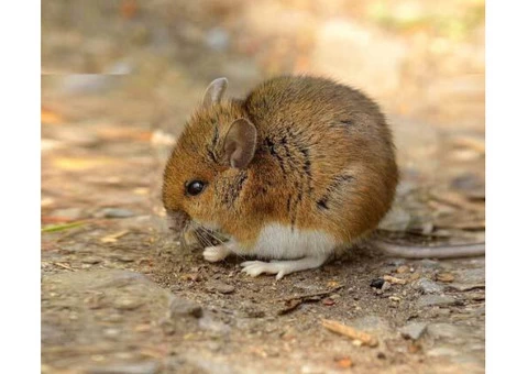 Rodent Control Hobart