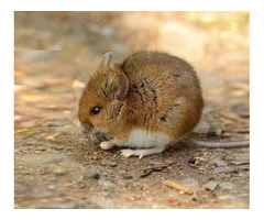 Rodent Control Hobart