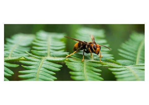 Wasp Removal Adelaide - 4/4