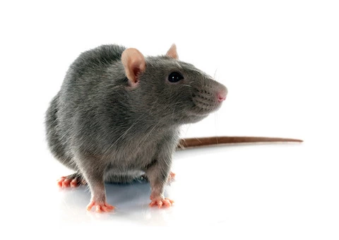 Rodent Control Adelaide - 1/5